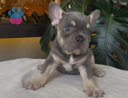 RENGARENK FRENCH BULLDOG YAVRULARIM EGZOTİK