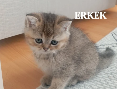 Safkan British Shorthair 2 Aylık - 4568