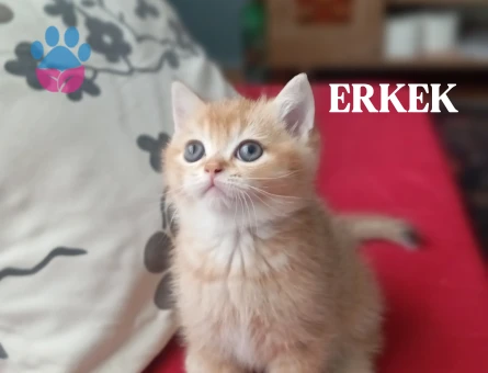 Safkan British Shorthair 2 Aylık