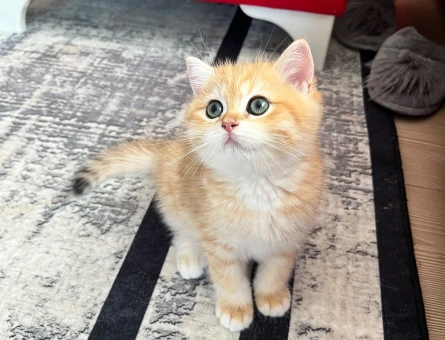 Safkan British Shorthair Golden NY12 Erkek Yavru - 4569