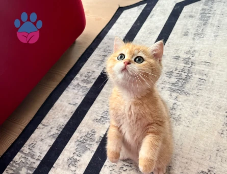 Safkan British Shorthair Golden NY12 Erkek Yavru