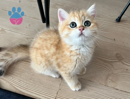 Safkan British Shorthair Golden NY12 Erkek Yavru