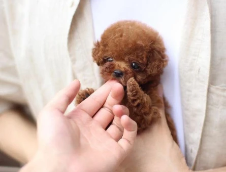 EĞİTİMLİ TOY POODLE BEBEKLERİM - 4571
