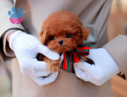 EĞİTİMLİ TOY POODLE BEBEKLERİM
