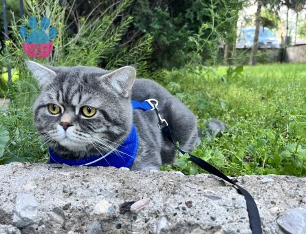 British Shorthair 1 Yaşında Eş Arıyor