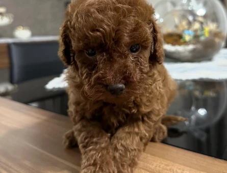 TOY POODLE YAVRULARIMIZ - 5145