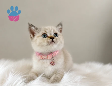 British Shorthair Lynx Point Dişi Yavrumuz Yuva Arıyor - 5148