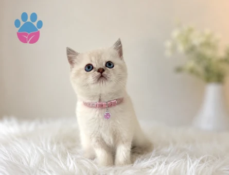 British Shorthair Blue Point Kızımız 2 Aylık