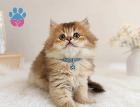 British Longhair Golden Ny12 Erkek Yavrumuz