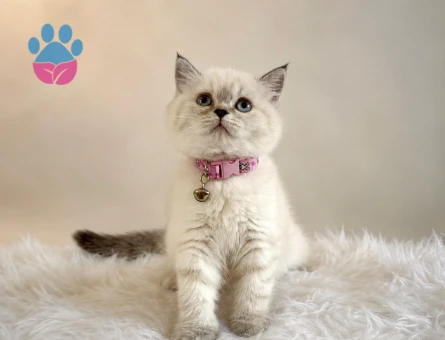 British Shorthair Tombul Yanak Prenses Yuva Arıyor - 5152