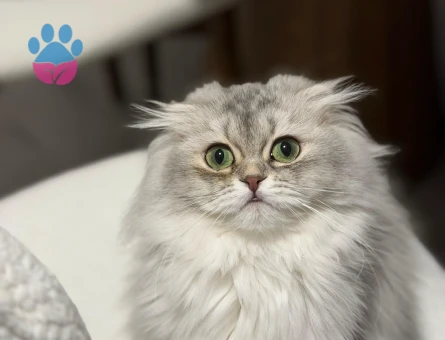 Scottish longhair 1 Yaşında