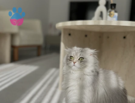 Scottish longhair 1 Yaşında