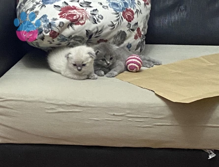 ANNE BABASINA KENDİ BAKTIĞIM YAVRU SCOTİSH FOLD KEDİLERİMİ SAHİPLENDİRİYORUM