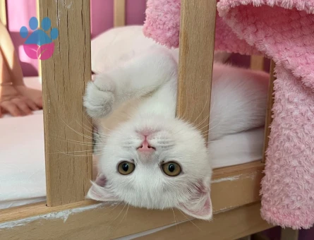 Scottish Fold Sütlaç sahibini arıyor