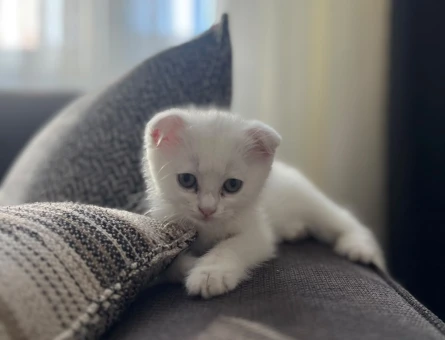 Scottish Fold Sütlaç sahibini arıyor - 6750