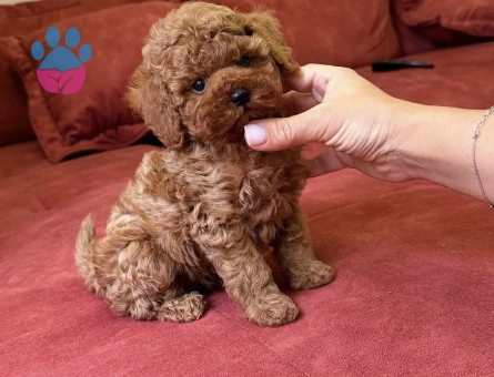 KOREAN TOY POODLE YAVRULARI