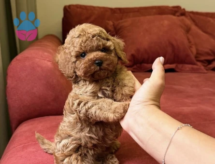 KOREAN TOY POODLE YAVRULARI - 6751