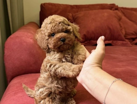 KOREAN TOY POODLE YAVRULARI - 6751