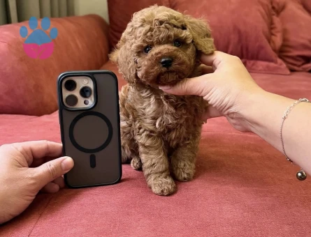 EFSANE KORE POODLE BEBEKLER
