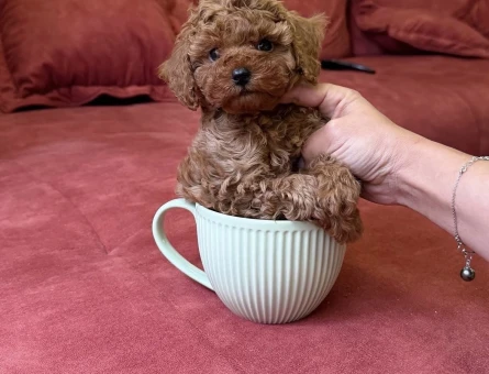 EFSANE KORE POODLE BEBEKLER - 6752