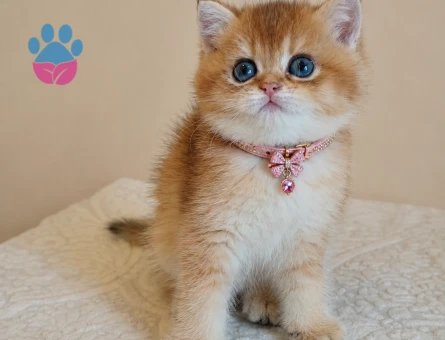 British Shorthair Golden Dişi Tombiş Yavrumuz - 6754