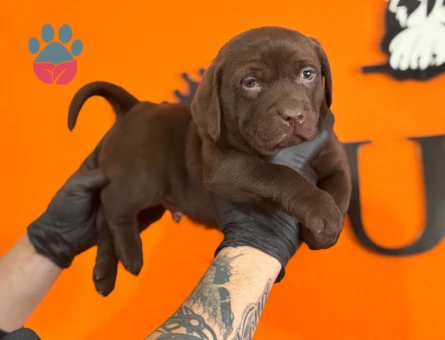 Burkemden a kalite Labrador yavrular