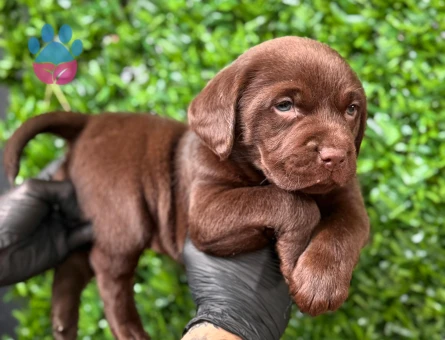 Burkemden a kalite Labrador yavrular