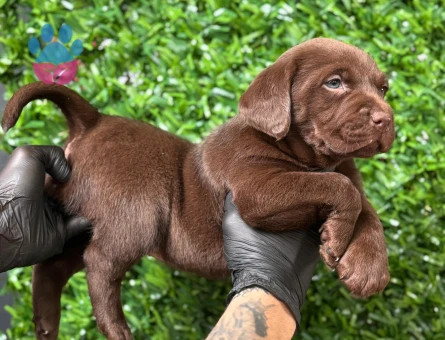 Burkemden a kalite Labrador yavrular