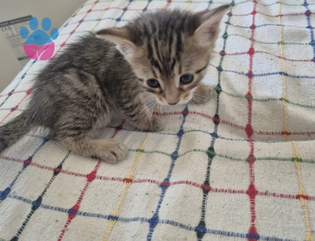 Tam 1 aylık 5 tane yavru kedi