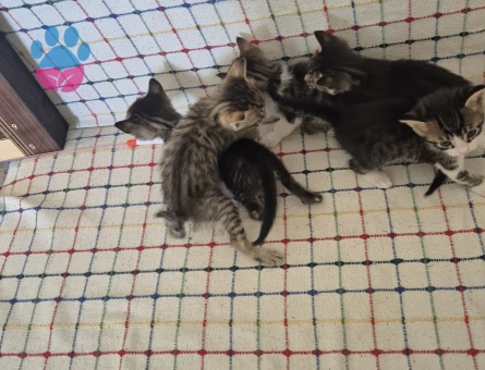 Tam 1 aylık 5 tane yavru kedi