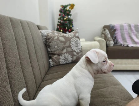 American bully 3 Aylık Köpeğim Yuva Arıyor - 6757