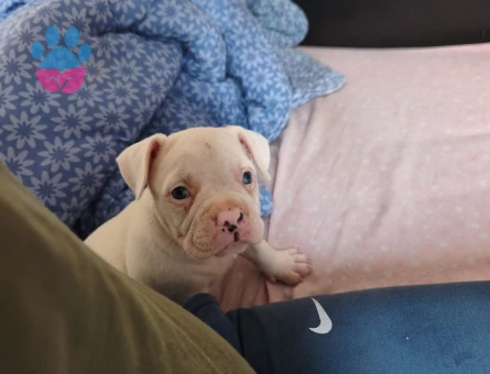 American bully 3 Aylık Köpeğim Yuva Arıyor