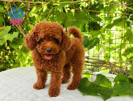 KORE KAN RED BROWN TOY POODLE
