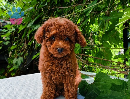 KORE KAN RED BROWN TOY POODLE