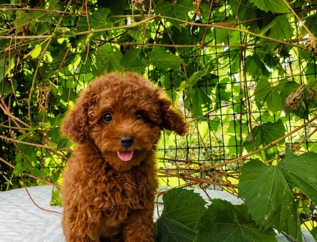 KORE KAN RED BROWN TOY POODLE - 6759