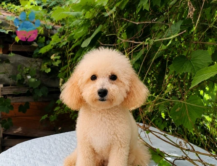 7 AYLIK DİŞİ BEYAZ TOY POODLE