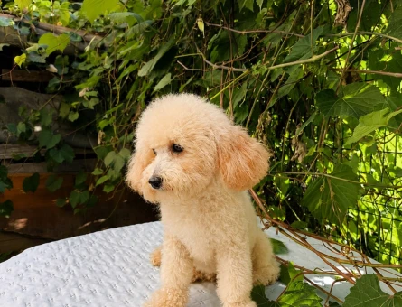 7 AYLIK DİŞİ BEYAZ TOY POODLE - 6760