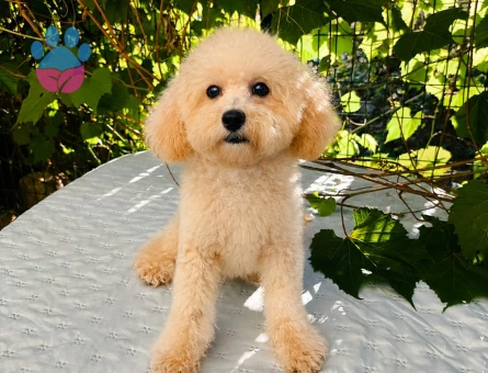 7 AYLIK DİŞİ BEYAZ TOY POODLE