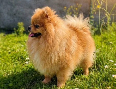 TEDDY BEAR MÜKEMMEL ANATOMİ ERKEK POODLE - 6761