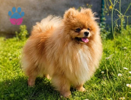 TEDDY BEAR MÜKEMMEL ANATOMİ ERKEK POODLE