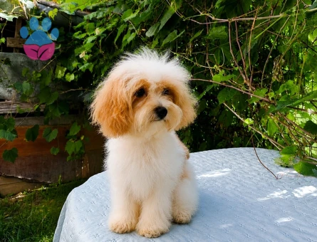 SÜTLÜ KAHVE TADINDA KORE MALTİPOO