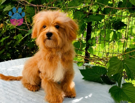 KORE MALTİPOO 5 AYLIK ERKEK