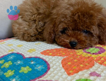 teacup poodle 4 Aylık Yuva Arıyor - 6764