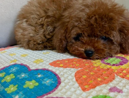 teacup poodle 4 Aylık Yuva Arıyor - 6764