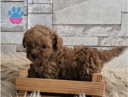 Toy poodle yavrularımız - 6604 - Görsel 2