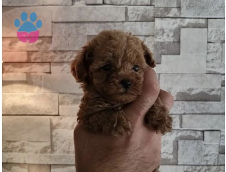 Toy poodle yavrularımız - 6604 - Görsel 3