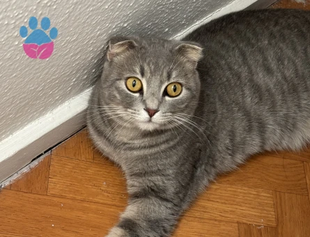 Scottish Fold Mişa’mız Yeni Yuvasını Arıyor