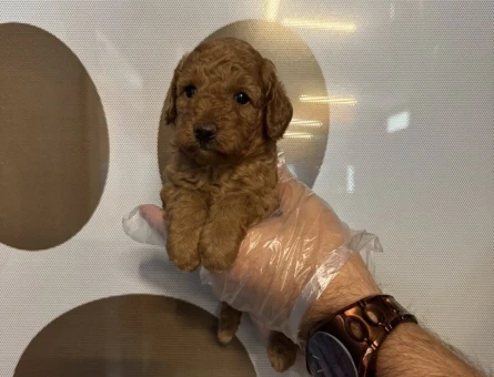 TEACUP TOY POODLE YAVRULARIMIZ - 6767