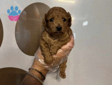 TEACUP TOY POODLE YAVRULARIMIZ