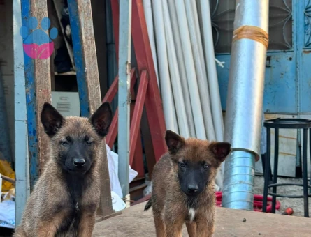 3 Aylık Yavru malinoise Yuva Arıyor